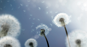 allergens filter